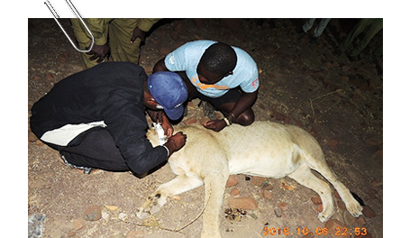IRDNC’s Human-Wildlife Support Unit assisting Desert Lion Conservation with lion collaring and brandi